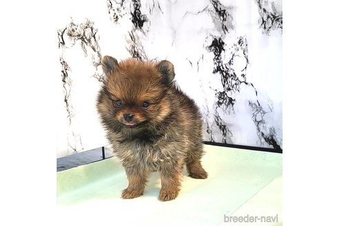 成約済の茨城県のポメラニアン-251766の49枚目