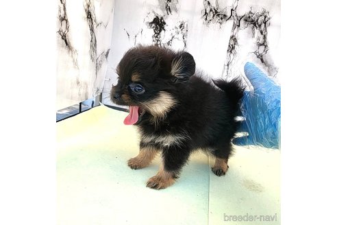 成約済の茨城県のポメラニアン-251780の21枚目