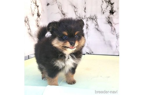 成約済の茨城県のポメラニアン-251775の13枚目