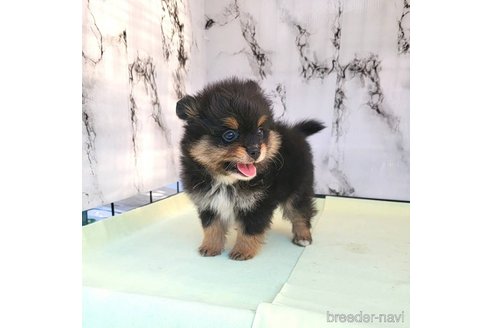 成約済の茨城県のポメラニアン-251775の12枚目