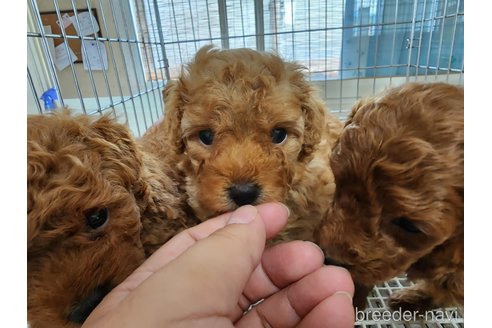 成約済の愛知県のトイプードル-254801の1枚目