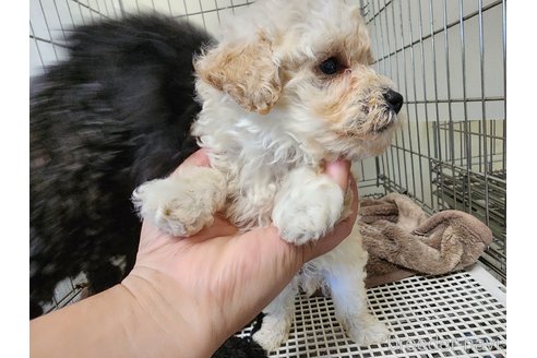 成約済の愛知県のトイプードル-254813の9枚目