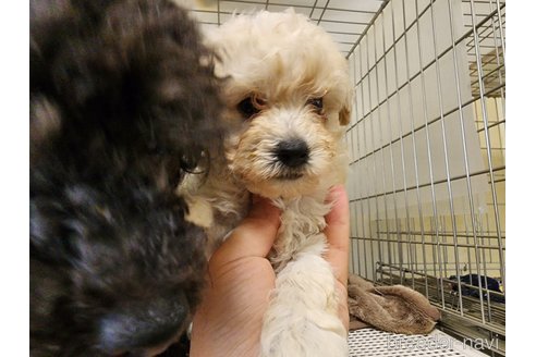 成約済の愛知県のトイプードル-254813の7枚目
