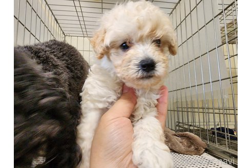 成約済の愛知県のトイプードル-254813の1枚目