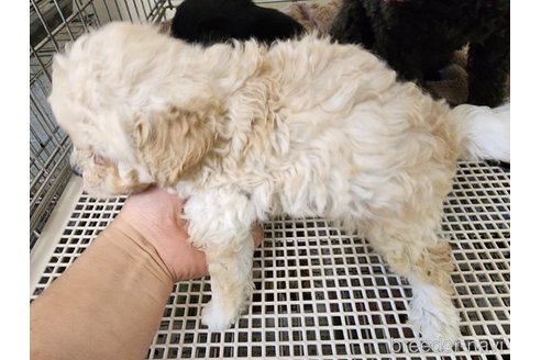 成約済の愛知県のトイプードル-254813の2枚目