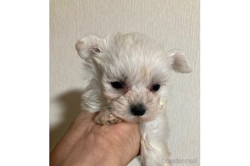 成約済の大阪府のマルプー:マルチーズ×トイプードル-250829の4枚目