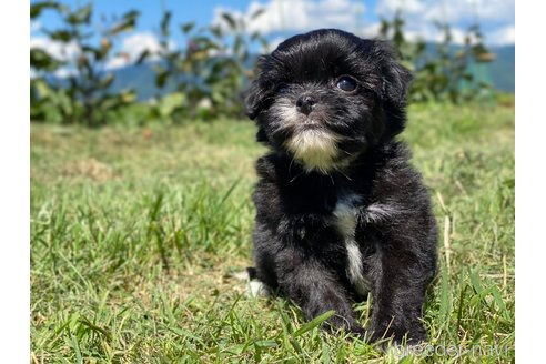 成約済の長野県のミックス犬-254818の5枚目