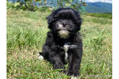 成約済の長野県のミックス犬-254818の2枚目