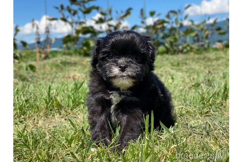 成約済の長野県のミックス犬-254818の4枚目