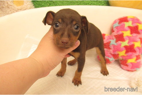 あずたん！ミニピンちゃん レッド x３ あずたん！ミニピンちゃん レッド x3 チョコタンのミニチュア