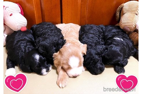 成約済の茨城県のミックス犬-254841の15枚目