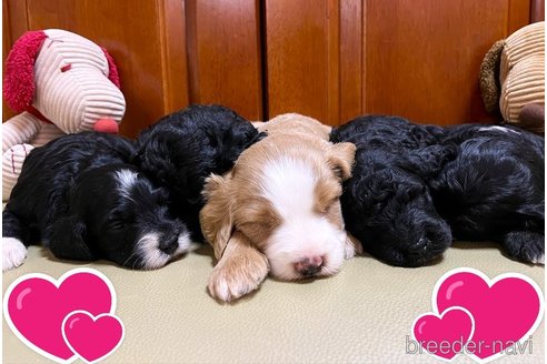 成約済の茨城県のミックス犬-254841の14枚目