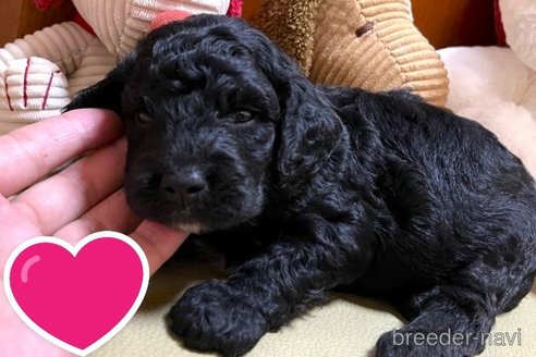 成約済の茨城県のミックス犬-254847の10枚目