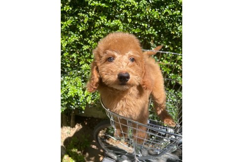 成約済の東京都のミディアムプードル-247873の4枚目