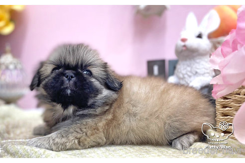 成約済の愛知県のペキニーズ-254861の3枚目