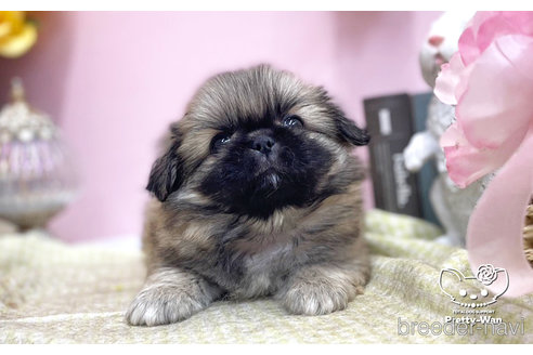 成約済の愛知県のペキニーズ-254861の2枚目