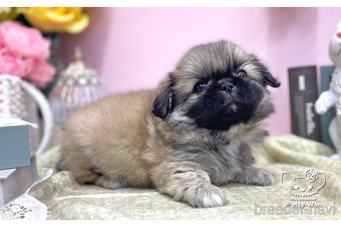 成約済の愛知県のペキニーズ-254861の4枚目