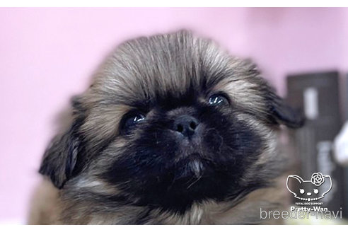 成約済の愛知県のペキニーズ-254861