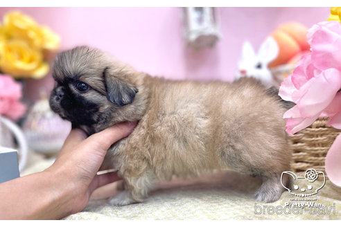 成約済の愛知県のペキニーズ-254861の5枚目