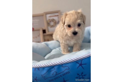 成約済の福岡県のマルプー:マルチーズ×トイプードル-254873の3枚目