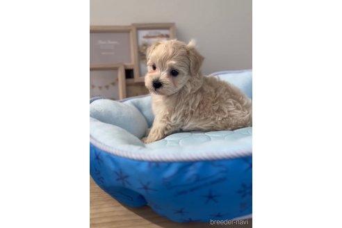 成約済の福岡県のマルプー:マルチーズ×トイプードル-254873の2枚目