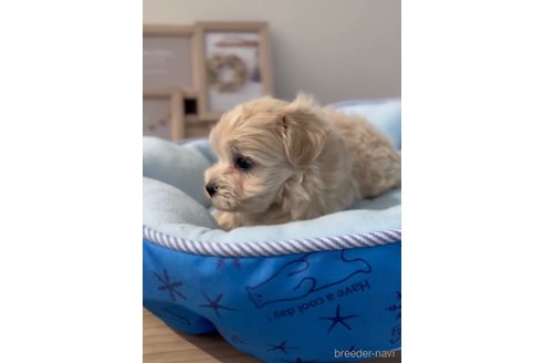 成約済の福岡県のマルプー:マルチーズ×トイプードル-254873の4枚目