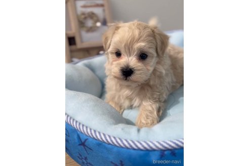 成約済の福岡県のマルプー:マルチーズ×トイプードル-254873の1枚目