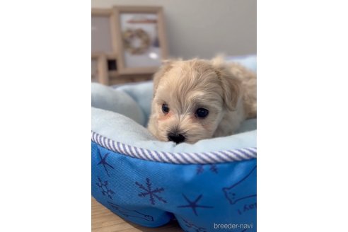 成約済の福岡県のマルプー:マルチーズ×トイプードル-254873の5枚目