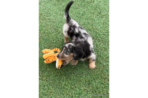 成約済の福岡県のカニンヘンダックスフンド(ロングヘアード)-253009の6枚目