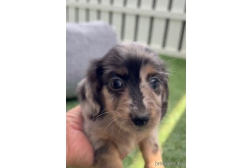 成約済の福岡県のカニンヘンダックスフンド(ロングヘアード)-253009の7枚目