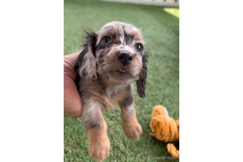 成約済の福岡県のカニンヘンダックスフンド(ロングヘアード)-253028の9枚目