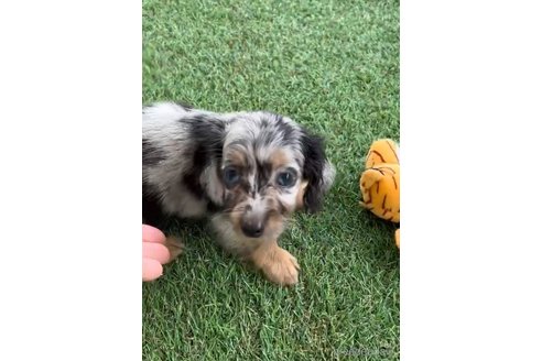 成約済の福岡県のカニンヘンダックスフンド(ロングヘアード)-253028の8枚目