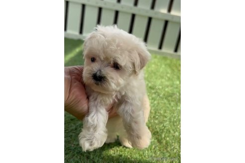 成約済の福岡県のマルプー:マルチーズ×トイプードル-254890の5枚目