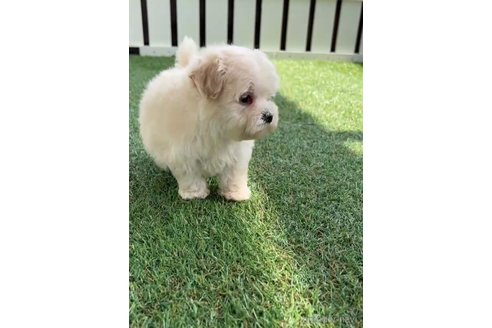 成約済の福岡県のマルプー:マルチーズ×トイプードル-254890の6枚目