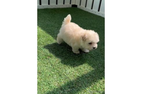 成約済の福岡県のマルプー:マルチーズ×トイプードル-254890の7枚目