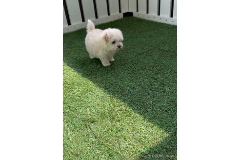 成約済の福岡県のマルプー:マルチーズ×トイプードル-254890の8枚目