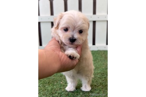 成約済の福岡県のマルプー:マルチーズ×トイプードル-254897の9枚目