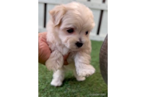 成約済の福岡県のマルプー:マルチーズ×トイプードル-254897の5枚目