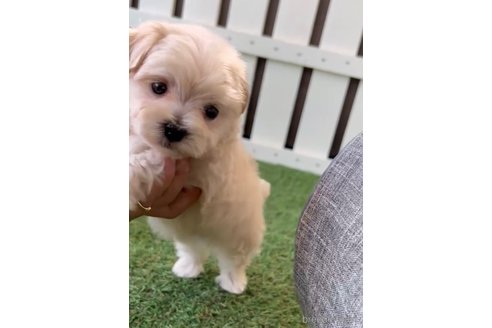 成約済の福岡県のマルプー:マルチーズ×トイプードル-254897の6枚目