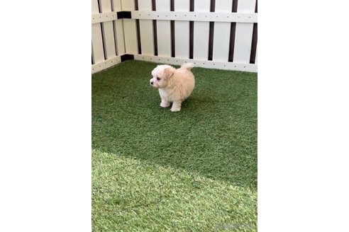 成約済の福岡県のマルプー:マルチーズ×トイプードル-254897の7枚目