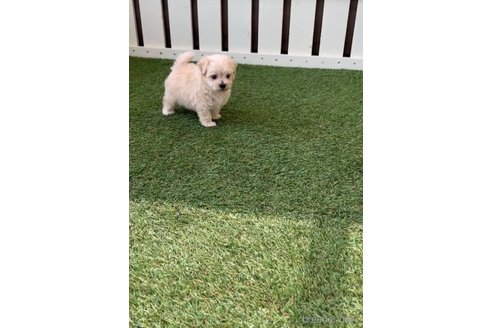 成約済の福岡県のマルプー:マルチーズ×トイプードル-254897の8枚目