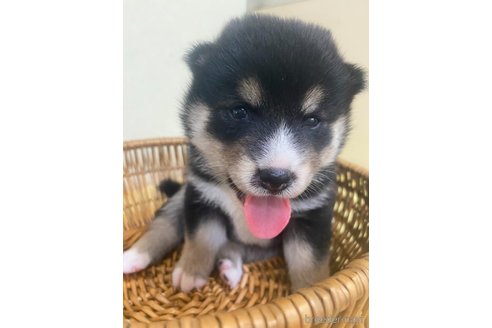 成約済の静岡県の柴犬-254926の5枚目