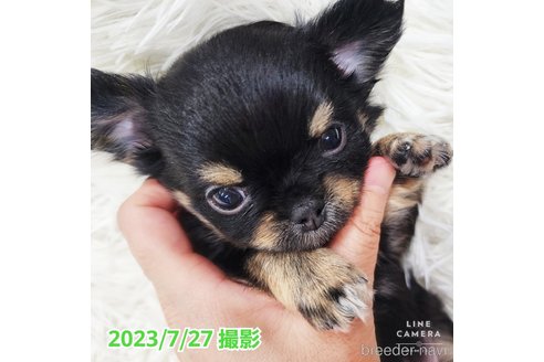 成約済の東京都のチワワ(ロングコート)-250145の5枚目
