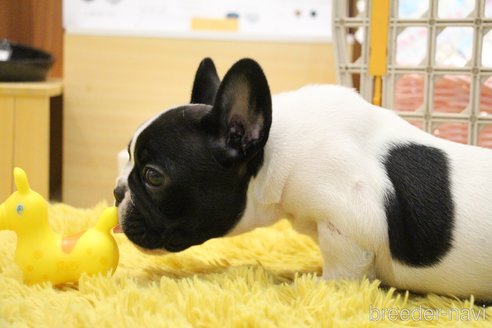 成約済の愛知県のフレンチブルドッグ-247592の31枚目