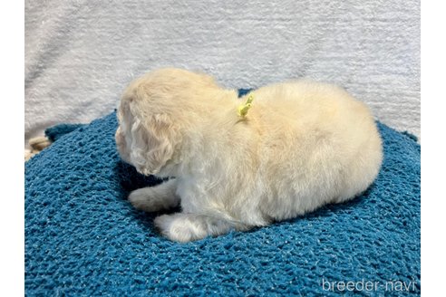 成約済の滋賀県のスタンダードプードル-254939の4枚目