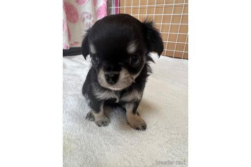 成約済の千葉県のチワワ(ロングコート)-247912の31枚目