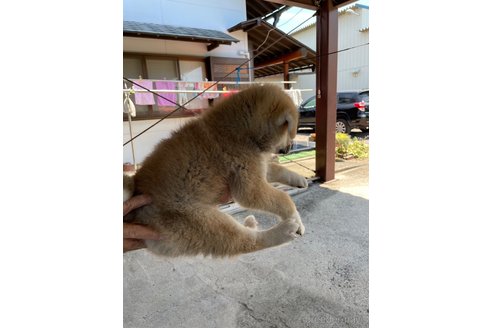 成約済の山梨県の秋田犬-254959の3枚目