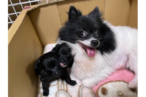 販売中の愛知県のミックス犬-254962の13枚目