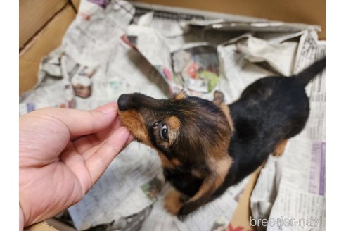 成約済の愛知県のミニチュアダックスフンド(ワイヤーヘアード)-254964の3枚目