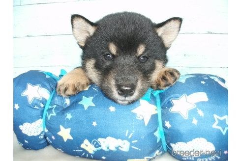 成約済の埼玉県の柴犬-254967の5枚目